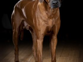 Iron Rhodesian Quentin