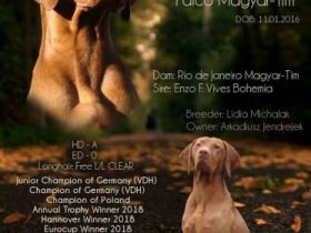 Maylo Falco Magyar Tim