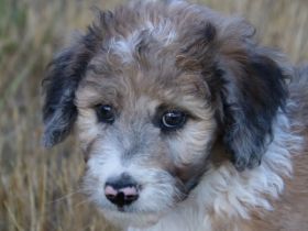 Hallo, wir sind Heidi, Lucky und Nico und wurden am 11