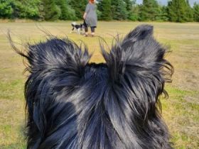 Hundeschule Rockingdogs