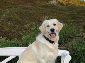 Bilbo of Glencairn ( Linus)