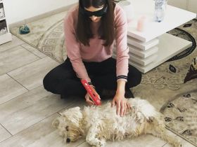 Tierphysiotherapie und Akupunktur Ricarda Nikolayzik