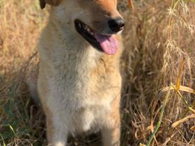 Beba - hofft noch immer auf ein Zuhause voller Liebe🏡❤️