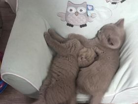 Zuckersüße BKH Bärchen aus der Klosterstadt , wir erwarten Dezember 2025 Kitten