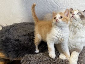 Wir haben  Zuckersüße BKH & Selkirk Rex Bärchen aus der Klosterstadt