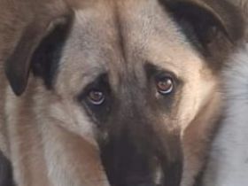 Bitte keine tel. Anfragen, ich kenne keinen der Hunde.