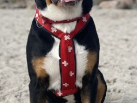 Falco Amadeus from Swiss Star