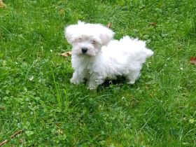 Wir haben aus unserer privaten Hobby Zucht 4 super