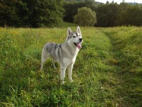Bond Arctic Snow Star