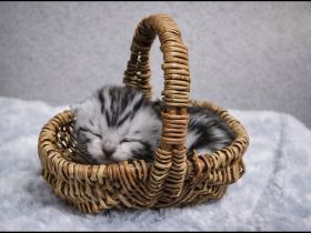 BkH Wiskaskatzen, Stammbaum,Gesundheitszeugnis