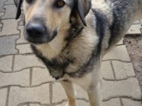 Bitte keine tel. Anfragen, ich kenne keinen der Hunde.