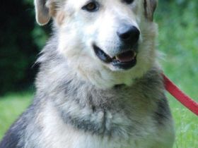 Bitte keine tel. Anfragen, ich kenne keinen der Hunde.