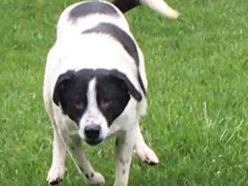 Name: Blanco haben wir aus Constanta gerettet; er war