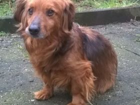 Name: Happy Wurfdatum: 12.04.2017 Größe: klein, ca.10