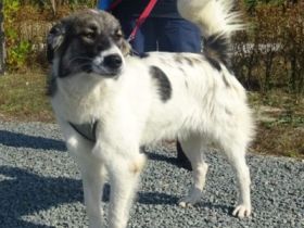 Bitte keine tel. Anfragen. Morag vermitteln wir nicht