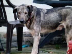 Seramis vermitteln wir nicht in Etagenwohnungen. Er