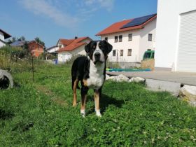 Billy vom Piessling-Ursprung