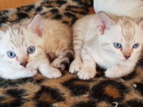 Geboren am 10.08.2021 Es sind 3 Weibchen. 1 Männchen in