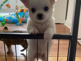 Chihuahua Zucht von der Kieler Förde