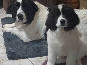 Unsere Welpen vom 02.09.2022 haben bereits ihre Familien gefunden