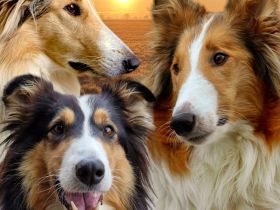 vom Campemoorer Colliehof