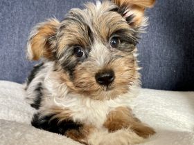 ein Wurf wird erwartet:-) Diese Rasse haart nicht und