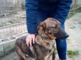 Mogyi, Unsere Mutter Nyunyu hat man hochträchtig in der