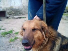 Pogacsa, Unsere Mutter Nyunyu hat man hochträchtig in