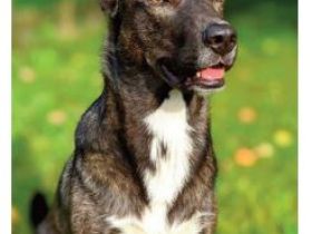 Balou, Schweren Herzens werde ich freigegeben – frei