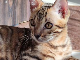 Tricolor Velvet Rosetten