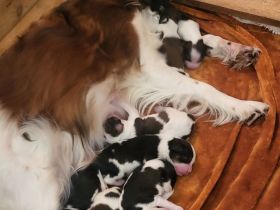 Wurfplanung für 2024 Die Zuchtstätte von der Villa