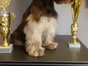 Xyros von Lexow Rufname Kuno