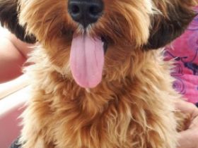 Wir planen/haben von Zeit zu Zeit Habapoo-Welpen 