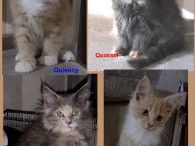 Maine Coon Kitten, reinrassig, mit Stammbaum