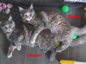 Maine Coon Kitten, reinrassig, mit Stammbaum