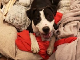 *Leyla *OEB - Mischling *Weiblich, nicht kastriert 