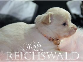 Chihuahua-von-Reichswald