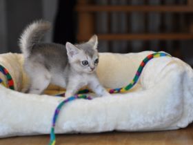 Wurfankündigung Singapura-Kitten einzigartige/beste Linien