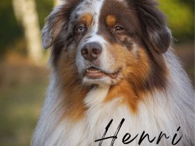 Bosse's Red Velvet Paw Henri DNA-VP