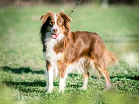 Deckrüde Mini Australien Shepherd La-Sincera Theo