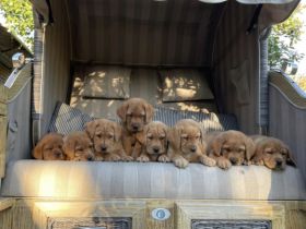 Es suchen aus unserem fuchsfarbenem Wurf noch Welpen