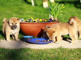 Wurfankündigung -  Oktober 25 - Reinrassige Shiba - Inu Welpen! Langjährige Shiba-Liebe!