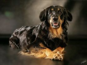 Aus dieser Traumverpaarung sind noch 2 Rüden in