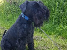 Devils Darling Aki Andoris