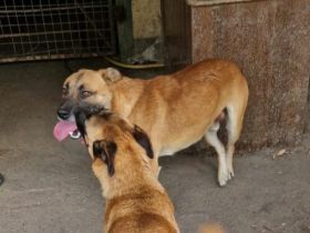 Azur-Schäferhund Mix- Rüde, Deutscher Schäferhund, geb. 06/2021, ca 60cm