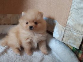 Zwergspitz, (Pomeranians) Kleinspitz Mädchen in orange