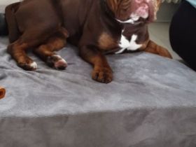 EinsteinBulls Bailey Amadeus