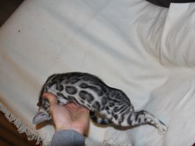 Eltern sind PKdef., PKD,HCM und Pra-b N/N Alle sind