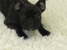 Ein schöner Rüde. Flaffy+cacao. Kerngesund , mit guten