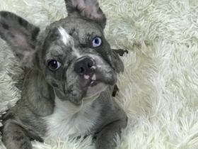 Ein schönes Mädchen, merle carrier of blue and fluffy.